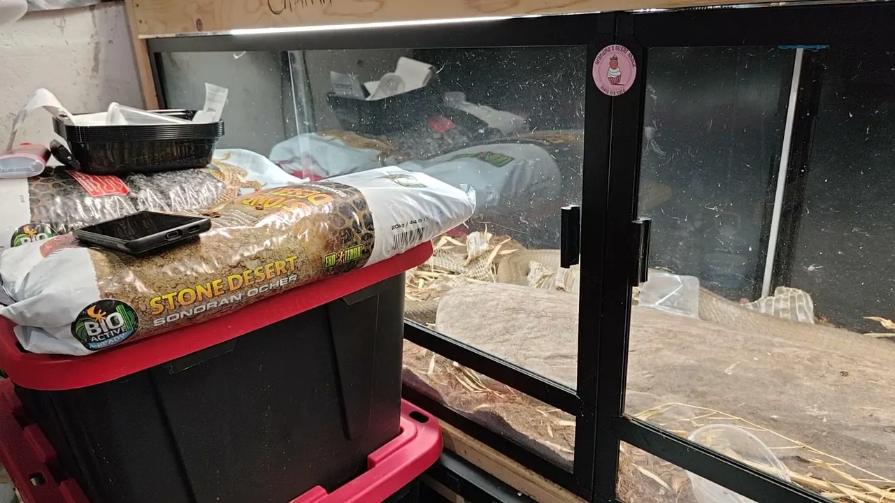 Caring for Venomous snakes