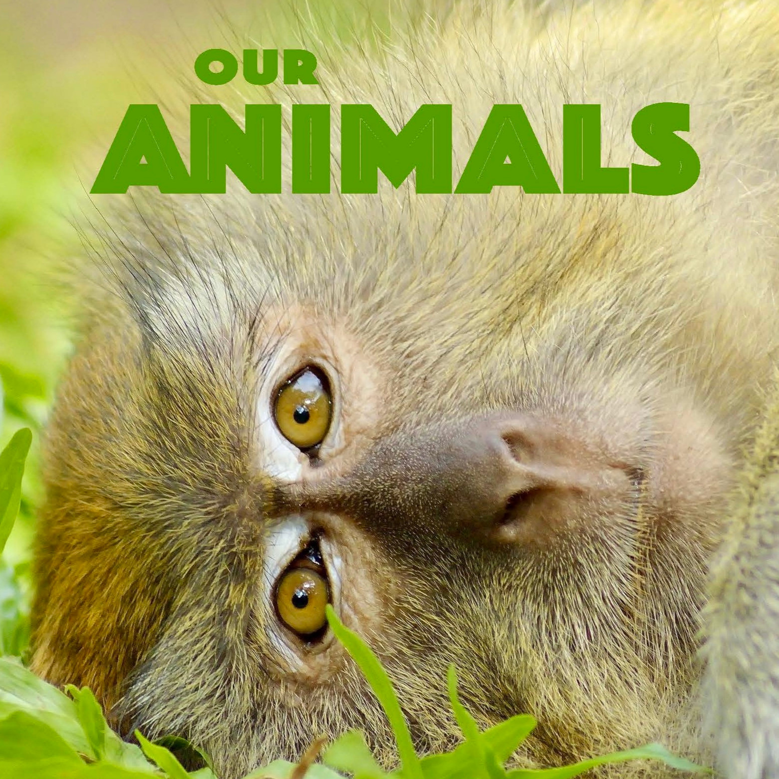 Our Animals