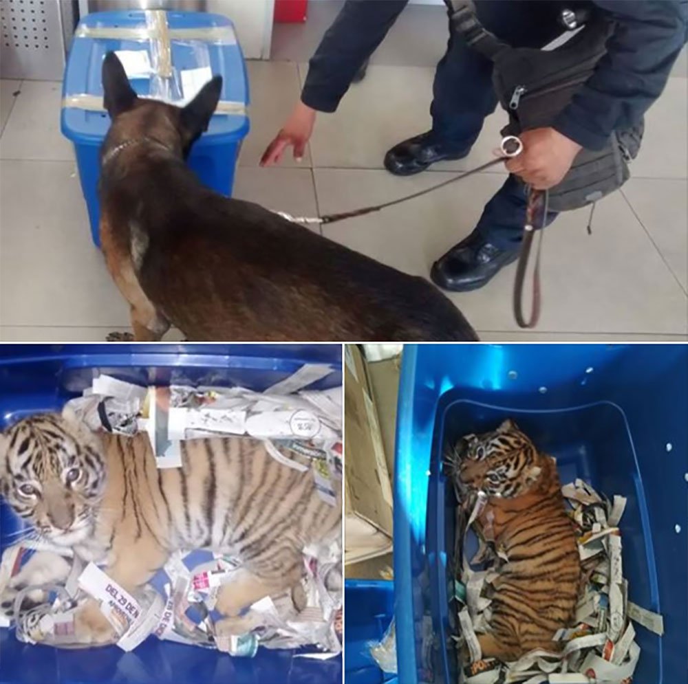 #Mexico: A Bengal tiger cub found being shipped in a plastic container, saved by sniffer dog 

See more photos only on https://t.co/3AOsBc4IAD 