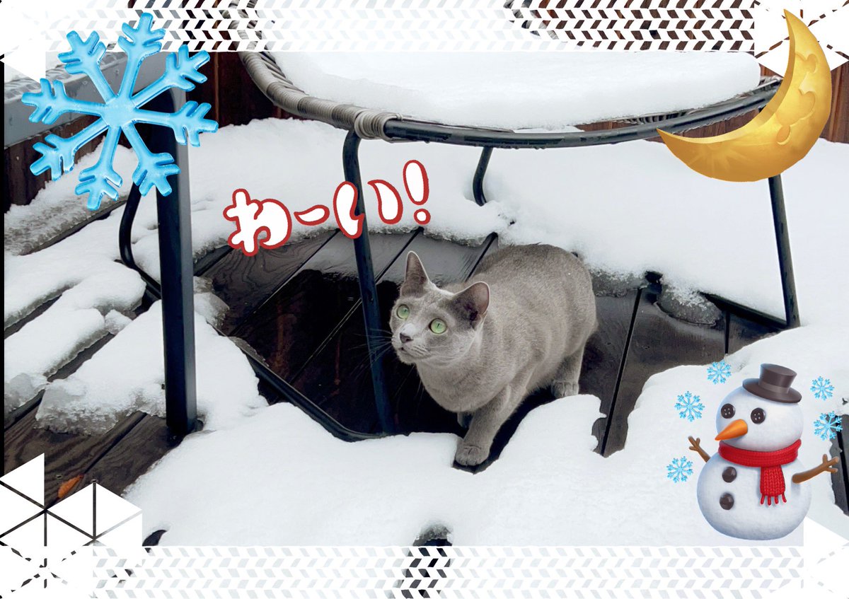 雪のるなでしたわ❄️🐈‍⬛✨ 