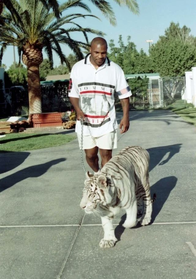 Mike Tyson - A thread 🧵 

1. Mike Tyson walking his tiger, 90's 