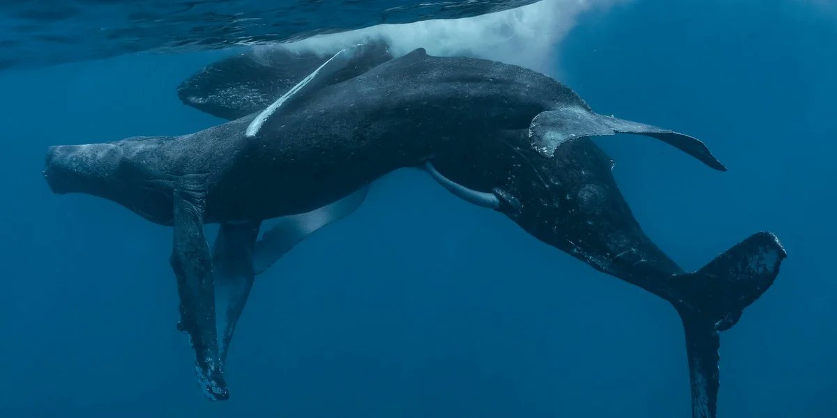 ザトウクジラの交尾の撮影に世界で初めて成功！研究者「ん？どっちもオスだな…」
https://t.co/w0Z84HuY0P

意外なことにザトウクジラの交尾は目撃例がありませんでした。しかし米PWFにより交尾行動を初めて確認。ただどちらもオスであり、しかも片方がレイプされている可能性があったという。 