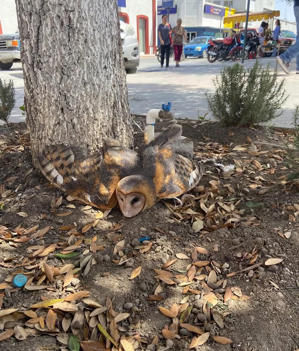 En el municipio de Linares #NuevoLeon lugareños amarraron a dos lechuzas en la plaza principal creyendo que son brujas, trasciende que Protección Civil ya fue a liberar a los animalitos.

📷 Cortesía EcoNoticias 
