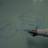 jyl