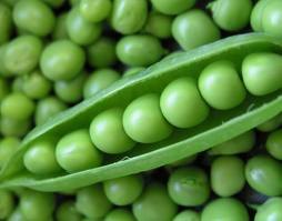 Adam's Peas In A Podcast